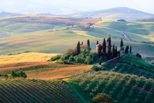 Tuscany- Vineyards