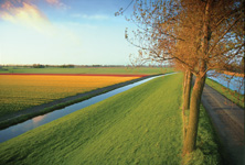 The Netherlands - Flower fields